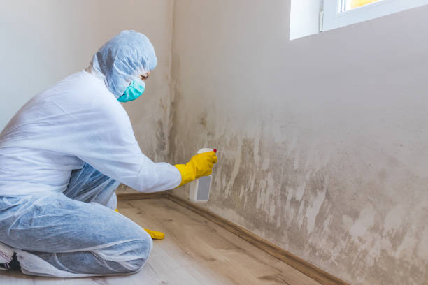 Licensed Mold Remediation service in Lewisville, NC - WQB Mold Removal